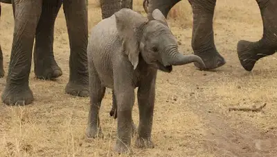 Танзания, фото - Новости Zakon.kz от 15.01.2022 07:44
