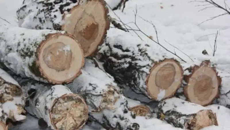 В 20-кратном размере будут производить компенсационные посадки за незаконную вырубку деревьев