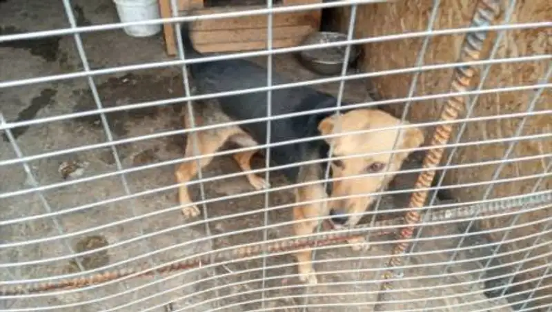 Сотрудники колонии в Акмолинской области помогли бездомным животным