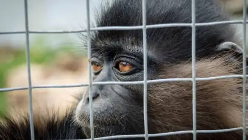 Это концлагерь - в Караганде возмущены новым зданием зоопарка