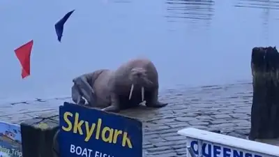 Фейерверк отменили из-за моржа в Великобритании, фото - Новости Zakon.kz от 01.01.2023 14:44