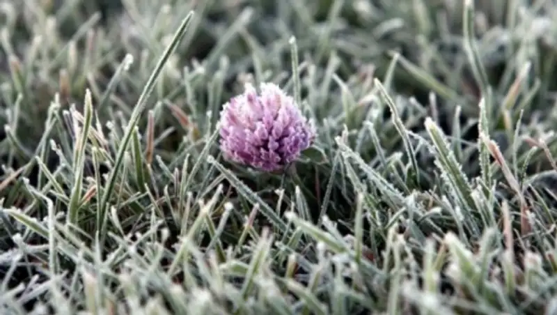 В нескольких областях Казахстана ожидаются заморозки -1-3 °C