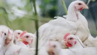 agroportal.ua, фото - Новости Zakon.kz от 21.09.2020 14:53