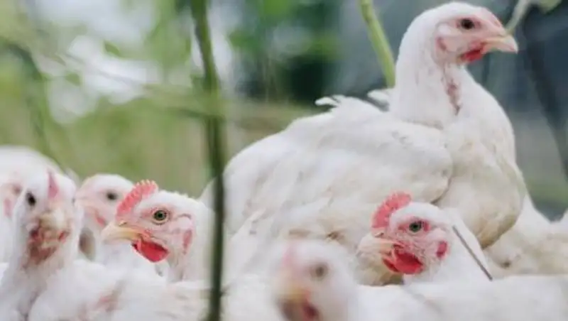 Откуда в СКО птичий грипп