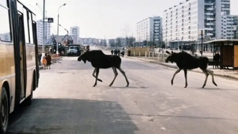 В Риге заметили двух агрессивных лосей