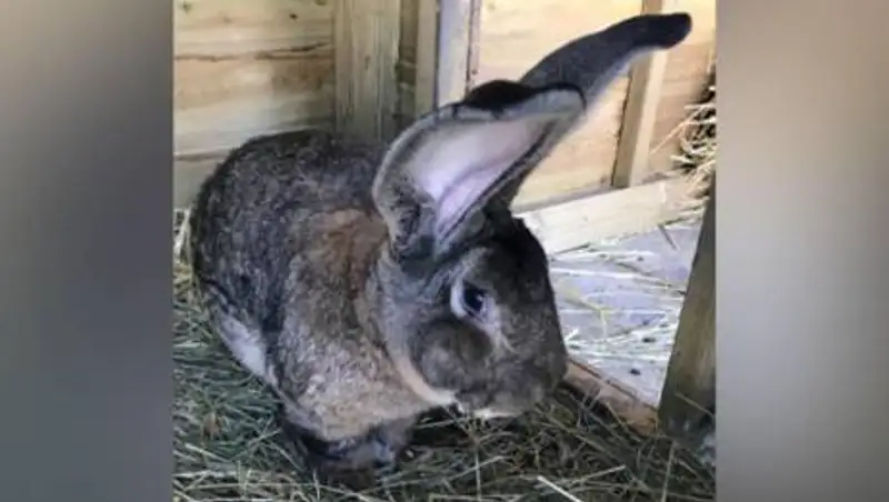 В Великобритании похитили самого большого в мире кролика