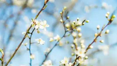 Pixabay, фото - Новости Zakon.kz от 20.03.2019 09:07