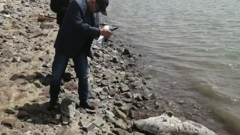 Гибель тюленей в Мангистауской области прокомментировали в Минэкологии