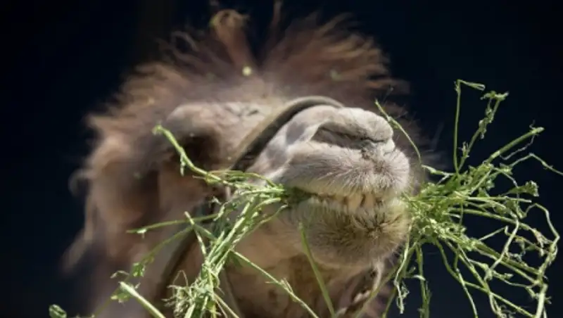 Более 20 человек пострадали в ДТП с участием верблюдов в Иране