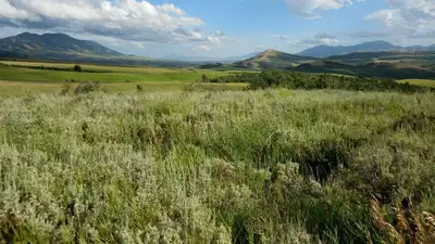 В Казахстане утвердили нормативы возмещения потерь растительного мира