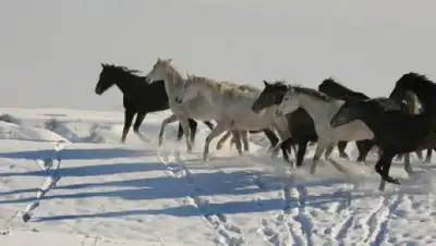 Zakon.kz, фото - Новости Zakon.kz от 02.02.2015 17:16