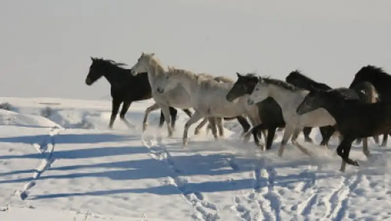 Пограничники на казахстанско-кыргызской границе пресекли перегон контрабандного скота