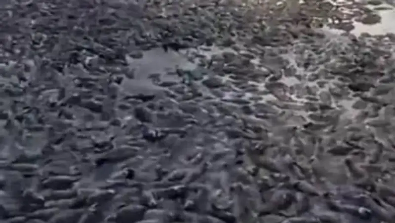 Сотни карасей и окуней погибли в озере близ Павлодара