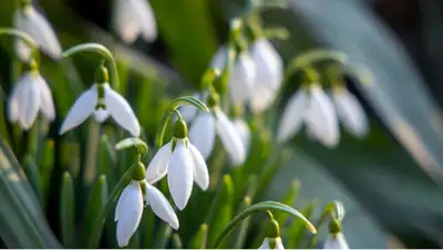 весна, цветы , фото - Новости Zakon.kz от 30.03.2022 11:24