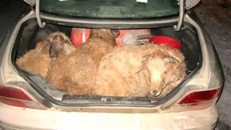 Двое скотокрадов задержаны в Карагандинской области, фото - Новости Zakon.kz от 05.11.2013 19:14