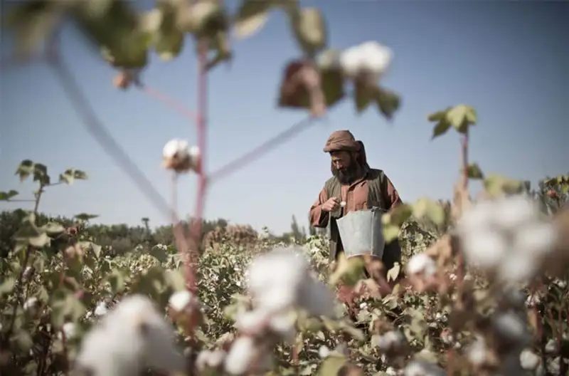 Урожай 2013, фото - Новости Zakon.kz от 07.11.2013 19:46