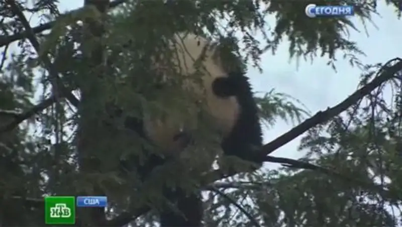 Маленькая панда Баобао удивила посетителей вашингтонского зоопарка