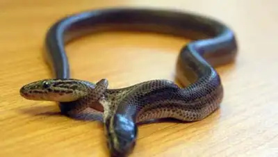 Zakon.kz, фото - Новости Zakon.kz от 26.01.2017 13:44