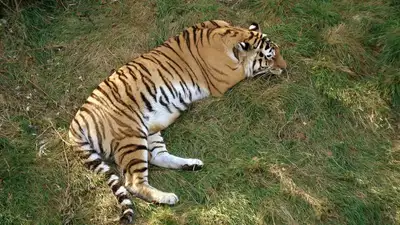 Тигр на диете