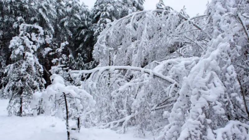 Морозы придут на смену метелям и снегопадам