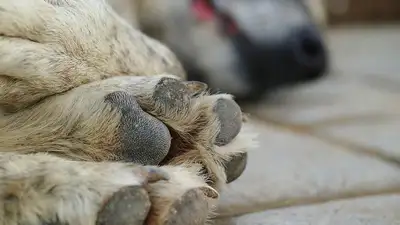 Тюремный срок грозит павлодарцу за смерть щенка, фото - Новости Zakon.kz от 15.05.2023 03:57