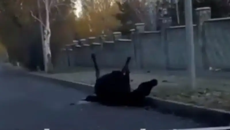 В элитном районе Алматы насмерть сбили лошадь