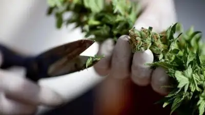 Getty Images, фото - Новости Zakon.kz от 22.08.2020 21:12