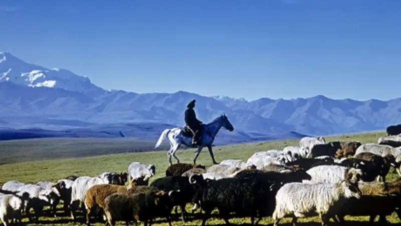 Группу серийных скотокрадов осудили в ЗКО