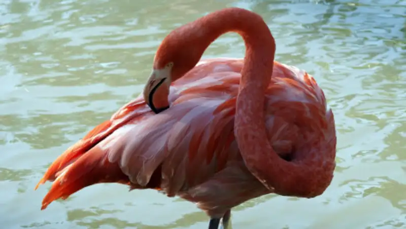 Стая фламинго в Актау попала на видео