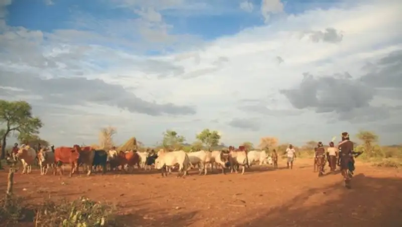 Около 4 млн. жителей Зимбабве нуждаются в продовольственной помощи из-за засухи