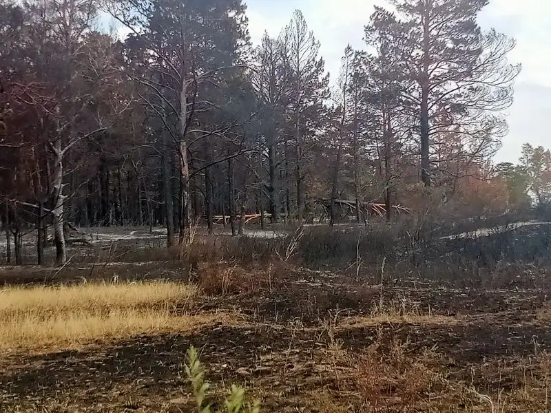 лес после пожара , фото - Новости Zakon.kz от 19.06.2023 11:09