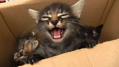 Zakon.kz, фото - Новости Zakon.kz от 15.08.2017 21:56