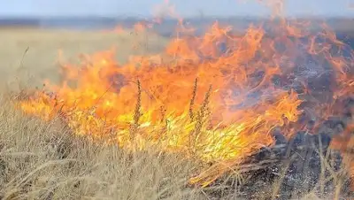Zakon.kz, фото - Новости Zakon.kz от 12.08.2017 21:33