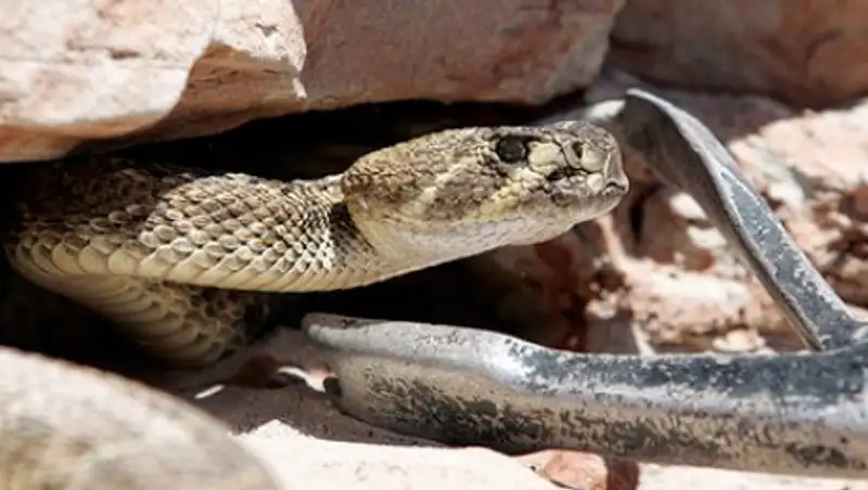 В Техасе мужчину укусила отрубленная голова змеи