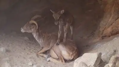 фотоловушка Тарбагатай ягненок, фото - Новости Zakon.kz от 16.06.2022 17:04