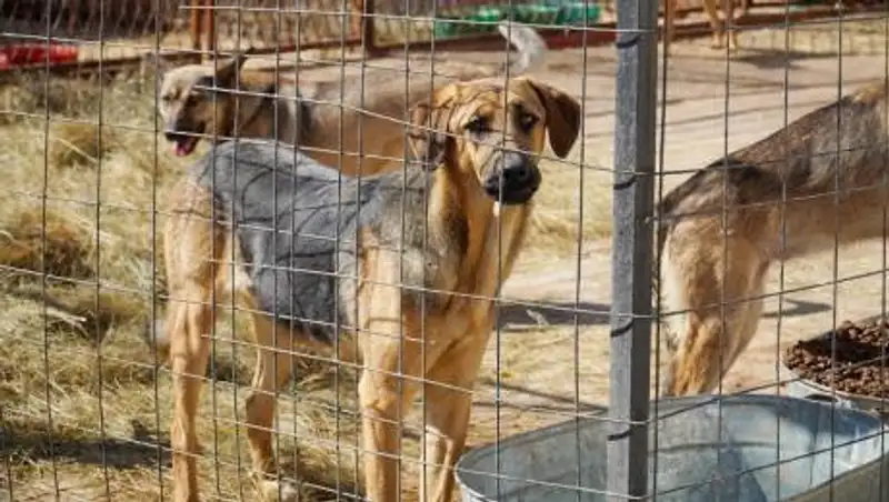 В Нур-Султане чиновника наказали за недействительный документ про отлов животных