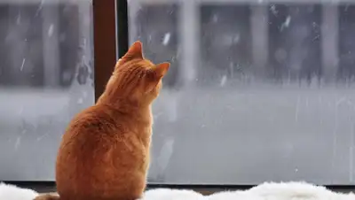 24 канал, фото - Новости Zakon.kz от 04.01.2020 06:02