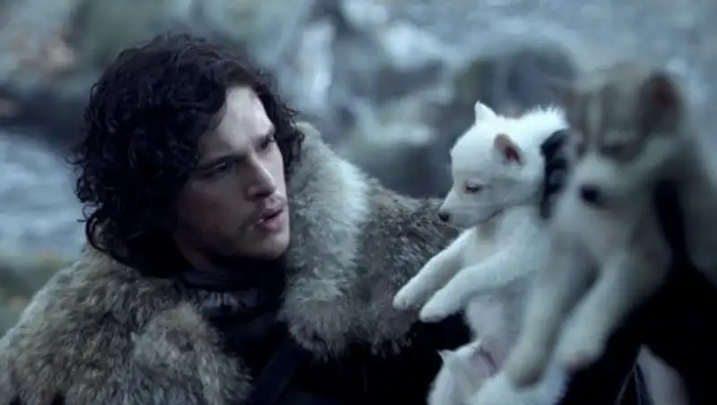 Фанаты "Игры престолов" массово бросают купленных хаски