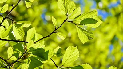 Pixabay, фото - Новости Zakon.kz от 26.10.2019 10:46