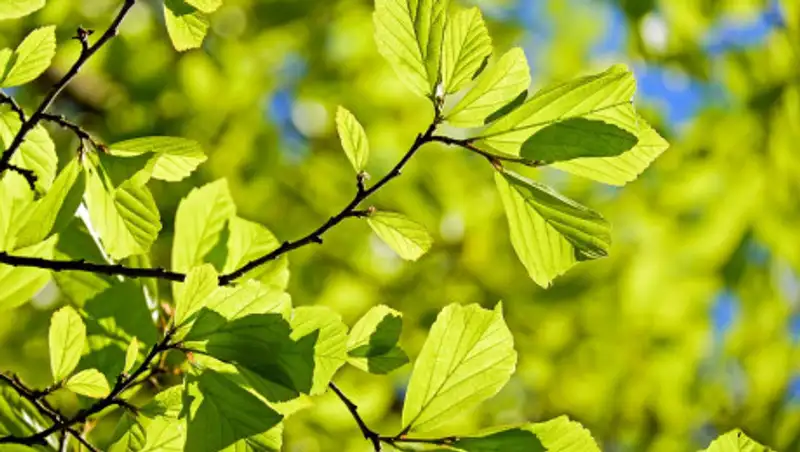 Подрядчика наказали за замурованное и спиленное дерево в Алматы