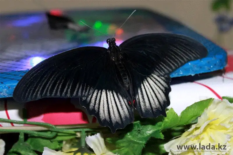 Выставка живых бабочек открылась в Актау (фото), фото - Новости Zakon.kz от 24.11.2013 17:03