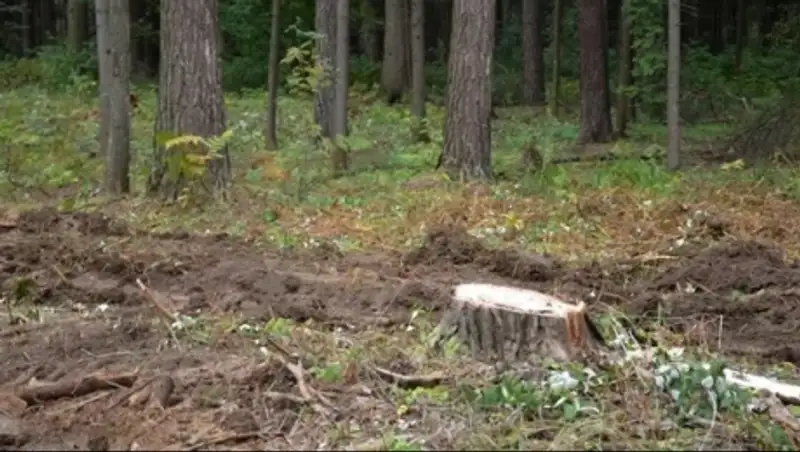 А&#1179;су прокуратурасы жас натуралистер станциясында&#1171;ы а&#1171;аштарды&#1187; за&#1187;сыз кесілгенін аны&#1179;тады