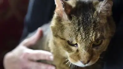 Фото © Lewis Geyer, фото - Новости Zakon.kz от 01.01.2018 14:11