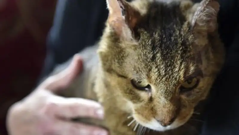 Пропавший 10 лет назад кот выжил в пожарах и вернулся к хозяйке