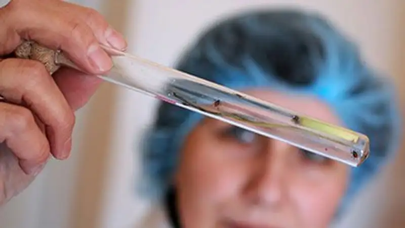 Финны создали первый в мире экспресс-тест для определения клещевого энцефалита