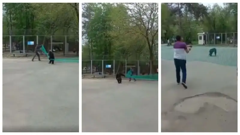 «Во всем виноваты пингвины»: видео погони за шимпанзе рассмешило пользователей Казнета