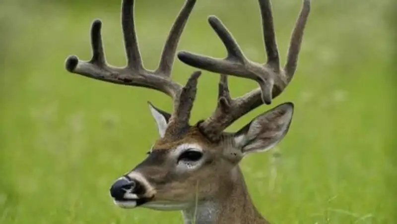 Администрация парка прокомментировала видео с раненным оленем