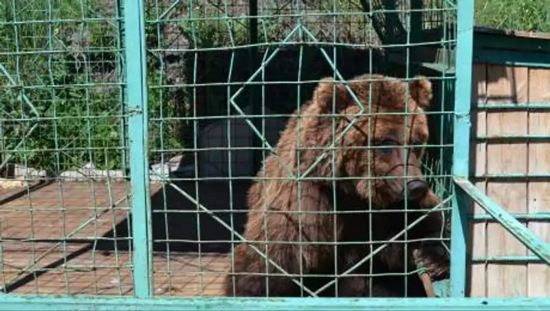 Медведицу, укусившую девочку в Костанае, перевезут в СКО