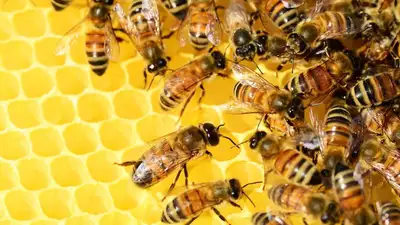 5 млн пчел устроили хаос на трассе в Канаде, фото - Новости Zakon.kz от 31.08.2023 12:36