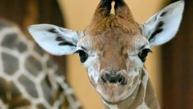 У пары жирафов в алматинском зоопарке родился детеныш